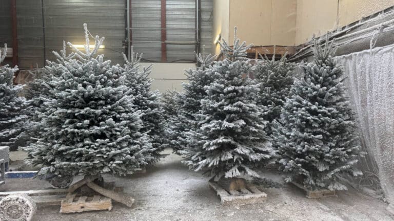 Sapins Nordmann givrés prêts à être livrés
