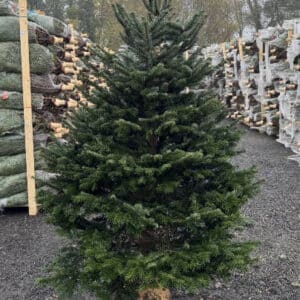 livraison nordamnn à paris avec mon arbre de noel