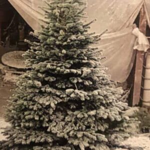 sapin ignifugé (anti feu m1) givrÉ naturel nordmann coupé.