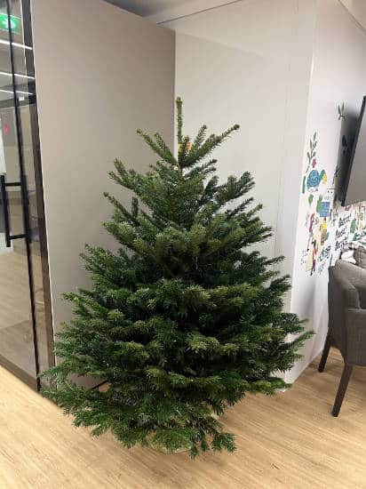Sapin Nordmann installé dans un hall d'accueil d'entreprise