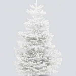 sapin nordmann floqué blanc