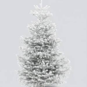 sapin givré nordmann