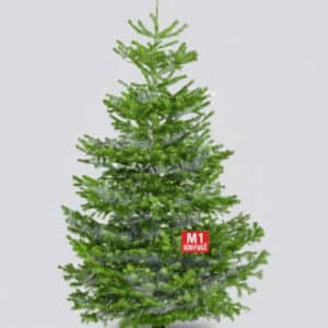 sapin nordmann qualité extra ignifugé m1