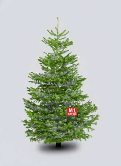 sapin nordmann qualité extra ignifugé m1