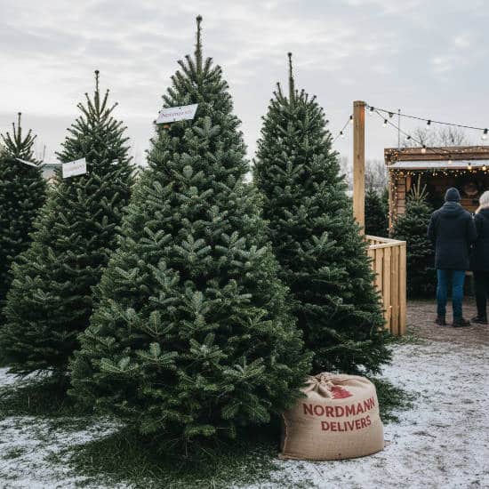 Sapins Nordmann sélectionnés par Mon Arbre de Noël